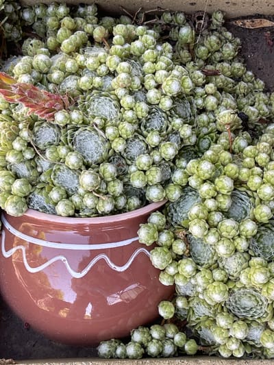 The image shows a close-up, overhead view of a dense cluster of small, pale green, rosette-forming succulents, possibly Sempervivum, growing in and around a reddish-brown glazed ceramic pot. The pot has a white wavy line decoration around its rim. Some of the succulents have a reddish-pink hue, particularly one larger, slightly elongated rosette to the left of the frame. Fine, cobweb-like fibers are visible between some of the succulent rosettes. The ground surrounding the pot appears to be a mixture of soil and possibly gravel or concrete. The lighting suggests it is daytime. The location is specified as Radisne, Ukraine. There are no people or actions depicted in the image.
