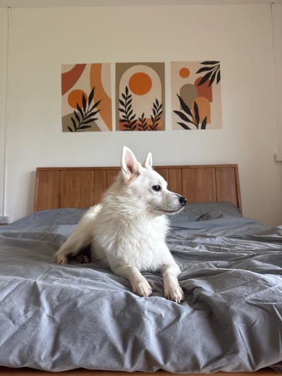 A white Pomeranian dog is lying on a grey bed in a room. The dog is facing to the right of the frame and has its head slightly raised. The bed has a wooden headboard and is covered with wrinkled grey sheets. Above the headboard, there are three framed abstract art pieces on a white wall. The art pieces feature organic shapes and plant motifs in shades of orange, brown, and black. The environment appears to be a bedroom, possibly in Karon, Thailand, given the lighting and general aesthetic.