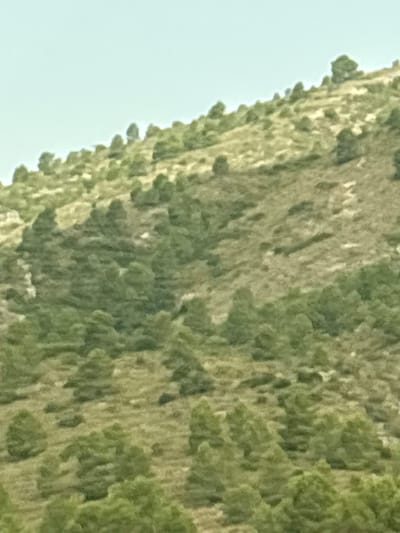 The image is a medium-shot, horizontal photograph of a sparsely vegetated, rolling hillside under a clear, pale blue sky. The hillside is covered in dry, light-brown grass with scattered patches of green shrubbery and small trees. The vegetation appears to be typical of a Mediterranean climate. The perspective is from below, looking up towards the crest of the hill. There are no people or man-made structures visible in the frame. The scene is natural and undeveloped, suggesting a rural or natural area. The location in Moixent/Mogente, Spain is consistent with such a landscape, as the municipality contains extensive rural and natural areas with hills and scrub vegetation.