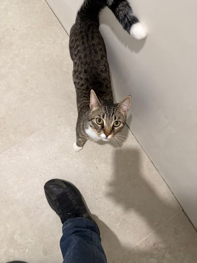 In Irpin, Ukraine, a tabby cat with green eyes and white paws is looking up from a tiled floor. The cat's body is striped with dark brown and grey fur, and its tail is also striped with a white tip. A person's foot, clad in a black sneaker and blue jeans, is visible in the lower left corner of the frame, casting a shadow on the floor. The background consists of a light-colored wall that meets the floor at a right angle. The lighting suggests an indoor setting.