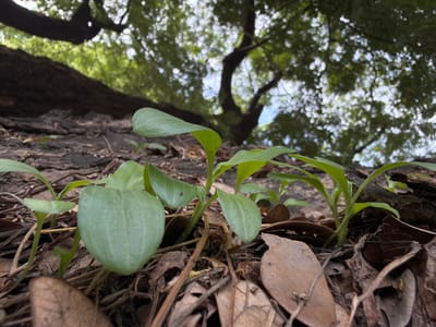 A close-up, low-angle shot captures several small green seedlings growing from the ground, which is covered with dried leaves and twigs. In the background, a large tree trunk and branches are visible against a blurred canopy of green leaves and a bright sky, suggesting an outdoor, possibly natural setting. The image appears to have been taken in Chennai, India. There are no people or animals present in the frame.