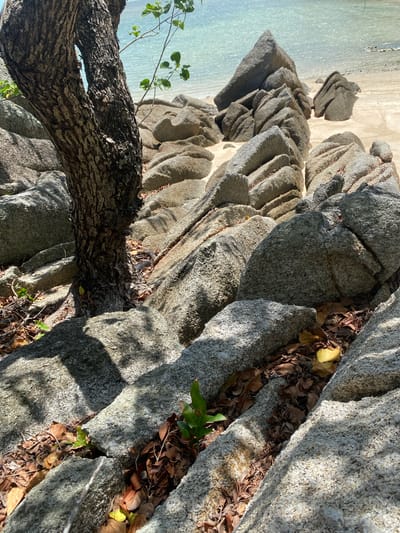 The image shows a rocky landscape with a tree trunk and foliage. The scene includes large granite rocks, some with crevices filled with dried leaves. A tree trunk with green-leaved branches is visible, partially obscuring the rocks. In the background, there is a beach with light-colored sand and calm, clear water. The image's orientation is slightly off-kilter, appearing as if it's been rotated counter-clockwise. Based on the prompt, the location is likely in Ban Haad Rin, Thailand.