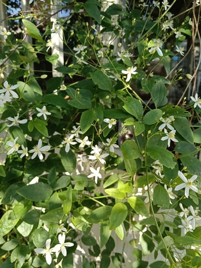 The image shows a close-up view of a vine with small white flowers and green leaves. The vine is growing on a white trellis or fence. Sunlight filters through the leaves, creating dappled shadows. In the background, there are hints of trees and structures, suggesting an outdoor setting, possibly a garden or yard. The location is identified as Красный Маяк, Russia. There are no people or animals visible in the image. The focus is on the natural elements of the plant.