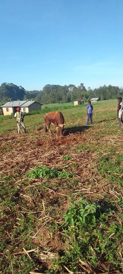 The image shows a brown cow eating vegetation in a field. Three men are standing nearby watching. The men are wearing casual clothing. The sky is blue and the ground is covered with dry, brown vegetation. The cow is standing in a small patch of dirt. The location of the image is Lubao, Kenya (latitude: 0.378, longitude: 34.791). There are two small houses in the background.