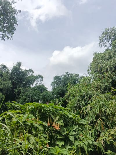 The image depicts an outdoor natural scene in Ciherang, Indonesia, dominated by lush green vegetation under an overcast sky. The upper third of the frame shows a light blue-grey sky with scattered white and grey cumulus clouds. Below the sky, dense foliage fills the remainder of the image.

In the mid-ground, a prominent plant with large, dark green leaves features several pendulous, trumpet-shaped flowers, primarily light orange or peach in color. These flowers hang downwards from the foliage. To the right of this flowering plant, a section of bamboo with characteristic slender green leaves is visible, extending vertically. Further into the background, a dense canopy of various broadleaf trees and more bamboo creates a thick, verdant wall of greenery. No people, animals, or man-made structures are visible. The scene appears undisturbed and natural.