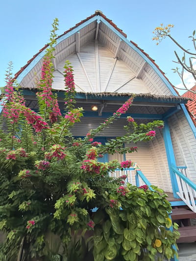 In Nusa Penida, Indonesia, a vibrant bougainvillea bush with bright pink and green bracts dominates the foreground of this image. It is positioned in front of a distinctive white wooden house with a steeply pitched, red-tiled roof. The house features blue trim along its eaves and railings, and a small thatched overhang. A wooden staircase with blue railings leads up to the entrance. The sky is clear and blue.