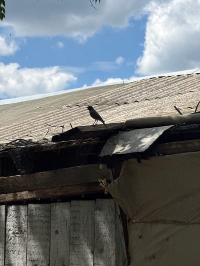 A dark-colored bird is perched on the ridge of a weathered, corrugated roof. The roof appears to be part of an older structure, possibly a shed or outbuilding, with visible wooden beams and remnants of tarpaulin. The bird is silhouetted against a bright blue sky with scattered white clouds. The image is taken from a low angle, looking upwards towards the bird and the roof. The background suggests an outdoor, possibly rural or semi-urban environment, given the rustic nature of the building. No specific landmarks identifying Kamensk-Shakhtinsky, Russia, are visible in the image.