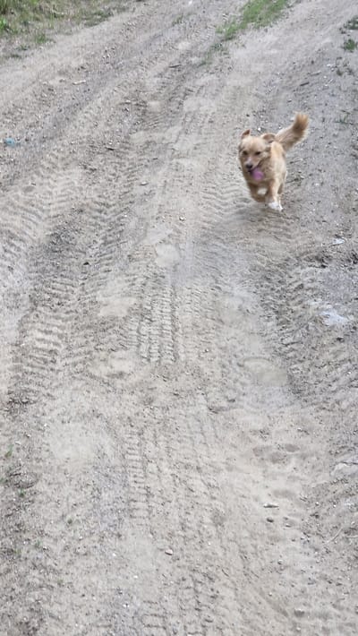 A light brown dog with a pink tongue is running towards the camera on a dirt path. The dog is blurred due to motion. The path is made up of dirt and gravel, with tire tracks visible in the dirt. There are some patches of green grass on the sides of the path. The scene appears to be an outdoor location in the city of Bania, Bulgaria.