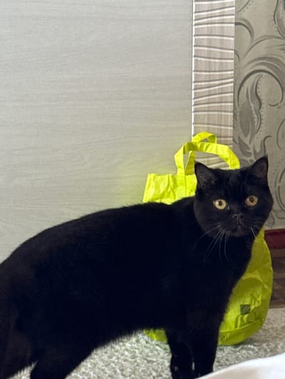A black cat with round yellow eyes is standing in front of a light gray wall and a yellow bag. The cat is positioned in the foreground, facing the viewer. The background includes a textured panel with horizontal lines and wallpaper with a floral pattern. The floor appears to be carpeted with a light-colored rug. The scene is indoors, likely in a residential setting.