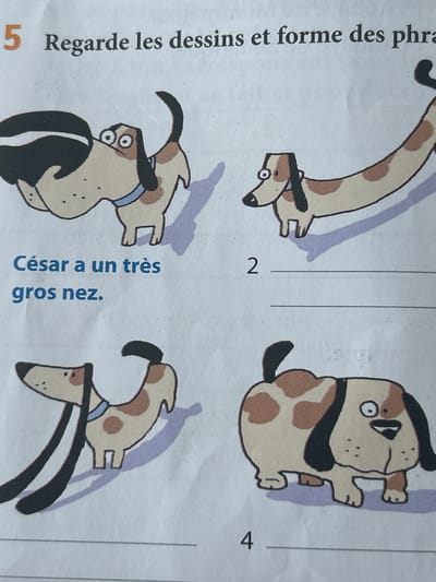 This image displays a page from what appears to be a children's activity book or worksheet, featuring four distinct cartoon dogs and French text. The setting is a plain white paper background, with no discernible outdoor or specific location cues.

The subjects are four stylized dogs, each with light fur and brown spots, depicted in various poses.
1.  **Top left:** A long-bodied dog, resembling a dachshund, with a light blue collar. It has small, alert eyes and an elongated snout. It's positioned next to the number '2'.
2.  **Bottom left:** A stout, stocky dog with wide, bulging eyes and a prominent, dark-colored snout, wearing a light blue collar. Its expression appears surprised or wide-eyed.
3.  **Top right:** A bulldog-like dog with a squarish head and body, small legs, and a black collar. It has one eye looking sideways, conveying a slightly bewildered or grumpy expression. It is positioned next to the number '4'.
4.  **Bottom right:** A dog with long, floppy black ears and a long, pointed snout, wearing a light blue collar. It appears to be looking downwards, perhaps sniffing.

The activity taking place is an educational exercise. The instruction, partially visible at the top, reads "Regarde les dessins et forme des phra" (Look at the drawings and form sentences). Below the top-left dog, a complete sentence is written: "César a un très gros nez." (Cesar has a very big nose.) This sentence likely describes the dog directly below it (the bottom-left dog) due to its prominent snout.

Notable details include the clear, simple cartoon art style, likely intended for young learners. The dogs' implied emotions vary from alert to surprised to slightly grumpy. The numbers '2' and '4' suggest there might be corresponding numbers '1' and '3' for the other dogs, indicating a structured exercise. The lines separating the dogs reinforce the grid-like presentation. There are no time-of-day or weather indicators. The provided location context of Pripek, Bulgaria, is not visually supported by the content of the image.