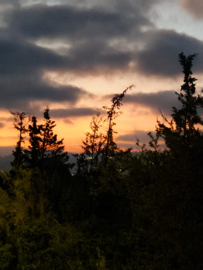 The image depicts a twilight scene with a dramatic sky over the Lachish Regional Council, Israel. Dark, heavy clouds dominate the upper portion of the frame, interspersed with streaks of orange and yellow light from the setting sun peeking through. Silhouetted against this sky are several evergreen trees, their branches stark and defined. In the distance, a faint glow suggests the lights of a city or town, possibly within the Lachish region. The foreground is filled with dark, dense foliage, creating a sense of depth and framing the sky and trees. The overall mood is one of natural beauty and the transition from day to night.