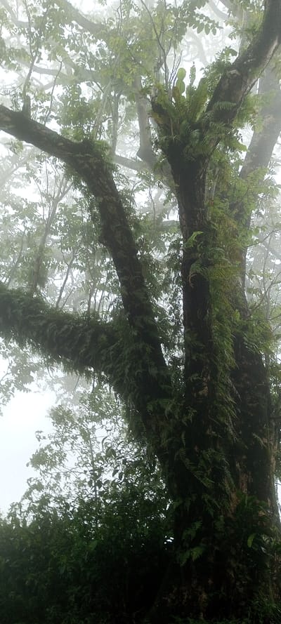 The image displays a dense, verdant forest scene under misty or foggy conditions, situated in Neerveli, Sri Lanka. The foreground is dominated by the robust, dark-barked trunks and thick branches of a large tree, heavily colonized by various epiphytic ferns and mosses, appearing vibrant green. One prominent fern species, possibly a bird's nest fern, is visible growing on a primary branch in the upper-mid section. Smaller branches and foliage of other trees are visible in the background, progressively obscured and blurred by the heavy atmospheric moisture, creating a diffused, light-gray upper backdrop. The lower portion of the image reveals denser, darker green undergrowth or lower canopy foliage. No human figures, animals, or man-made objects are present. No discernible actions or interactions are occurring within the static landscape. The scene conveys a cool, humid, and natural environment.