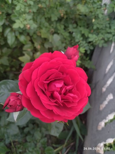This close-up, vertically oriented image features a vibrant red rose in full bloom, taking center stage against a blurred background of green foliage and a textured gray surface. Two rosebuds, also in shades of red, are visible to the left and top right of the main bloom. The soft lighting and shallow depth of field suggest a time of day when shadows are not harsh, possibly late afternoon or early morning. The overall scene evokes a sense of natural beauty and tranquility. The gray surface on the right side of the frame appears to be a rough-textured wall or concrete structure. In the bottom right corner, a timestamp is visible: "26.06.2026 21:02". The setting, Zavodske, Ukraine, places this natural scene within a specific geographical context. There are no people visible in the image, and the primary focus is on the botanical subject.