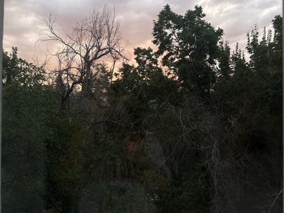 The image captures a view of a canopy of trees against a pale, overcast sky with hints of pink and orange, suggesting either dawn or dusk. The trees are a mix of dense green foliage and bare, skeletal branches. In the foreground, dark green leaves create a dense, almost opaque layer. Behind this, the intricate, leafless branches of a dead or dormant tree are visible, silhouetted against the softer light of the sky. To the right, a larger, leafy tree with dark green foliage rises higher into the frame. The overall impression is one of nature encroaching on an urban or suburban area, with elements of both life and decay present. The scene appears to be an outdoor view, possibly from a window or a balcony, looking out onto a vegetated area within the city of Taraz, Kazakhstan. No people or specific man-made structures are clearly discernible within the image, apart from a faint suggestion of a building behind the trees.