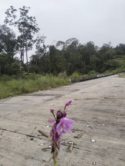 The image depicts an outdoor scene on a cloudy day, likely in Indonesia. In the foreground, a single purple flower with multiple buds is partially in focus, its delicate petals contrasting with the rough, grey concrete surface of a road or pathway. The concrete is weathered and shows signs of wear, with scattered debris and dark streaks.

The road curves gently upwards and to the right, leading towards a backdrop of lush, dense green foliage. Tall, slender trees with dark green leaves dominate the midground, interspersed with shorter, bushy vegetation. The overall impression is of a natural, undeveloped area, possibly a roadside in a rural or semi-rural setting. The sky is overcast and a uniform grey, suggesting a lack of direct sunlight and perhaps a cool or humid atmosphere.

In the background, a low concrete barrier runs along the side of the road, with some graffiti visible on its surface. The graffiti appears to be in a non-Latin script, making it unreadable without further information. To the far right, a portion of a yellow barrier is visible, possibly indicating a hazard or a change in the road's course. The scene evokes a sense of quietude and perhaps a touch of melancholy due to the overcast sky and the slightly neglected appearance of the road. There are no people visible in the image.
