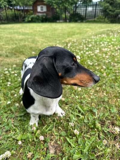 A black and white piebald dachshund is sitting on a grassy lawn dotted with small white and pink flowers. The dog is facing to the right, with its head tilted slightly. Its left ear is floppy and black, while its right ear is partially visible and also black. The dog has a brown muzzle and a dark nose. In the background, a blurry wooden structure with white shutters is visible, surrounded by green trees and a fence. The overall scene appears to be outdoors in a suburban or rural setting. No specific landmarks indicate the location in Voronezh, Russia.