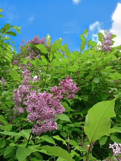 The image depicts a close-up view of a blooming lilac bush against a bright blue sky with scattered white clouds. The foreground features clusters of small, pale purple lilac flowers and vibrant green leaves. The flowers are densely packed on stems, creating a soft, textured appearance. The leaves are broad and ovate, with visible veins. In the background, more of the lilac bush and sky are visible, suggesting an outdoor setting. The scene is likely in Peetri alevik, Estonia, given the context, and evokes a sense of springtime or early summer. There are no people or animals visible in the image. The overall impression is one of natural beauty and a clear, pleasant day.