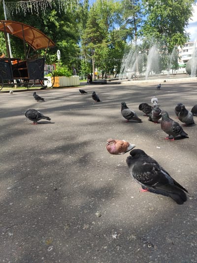 The image depicts a public park area in Navapolatsk, Belarus, on a sunny day. In the foreground, several pigeons are scattered across a paved surface, with some pecking at the ground and others standing or resting. One pigeon in the lower right is in sharp focus, showing intricate feather detail. In the mid-ground, more pigeons are visible, including one with reddish-brown plumage lying down. Behind the pigeons, a decorative carriage with an orange canopy is parked. Further in the background, a fountain sprays water into the air, and several people are casually walking and sitting. Lush green trees and a building with white siding frame the scene, indicating a pleasant outdoor environment. The overall atmosphere is one of everyday life in a park setting.