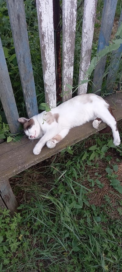 A white cat with brown patches sleeps on a weathered wooden bench outdoors. The cat is lying on its side, with its head resting on its paws, its mouth slightly open, and its eyes closed. Green grass and some dry leaves are visible around the bench. Behind the bench, a rustic fence made of weathered wooden planks and a metal post is present. The scene appears to be in a rural setting in Kazakhstan.
