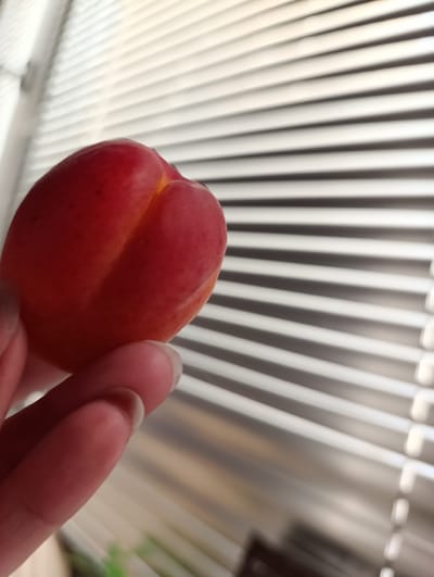 A close-up shot shows a hand holding a single, ripe apricot against a blurred background of horizontal blinds. The apricot is a vibrant red with hints of orange and yellow, featuring a distinct cleft. The hand, with manicured fingernails, appears to be in the foreground, its fingers delicately supporting the fruit. The blinds, predominantly white, create a striped pattern that extends across the background, suggesting an indoor setting, possibly a windowed room. There is no indication of the location being Penza, Russia.