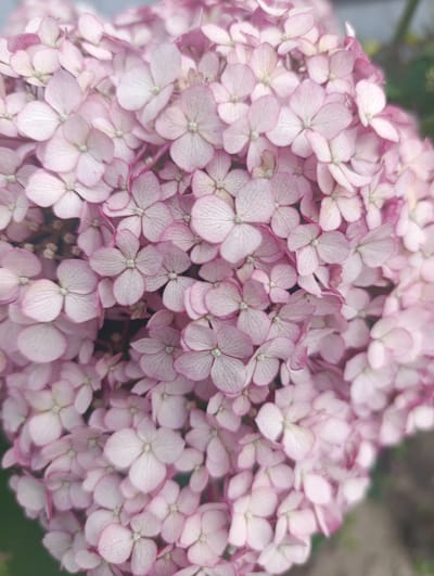 This is a close-up, top-down shot of a cluster of pale pink hydrangea flowers. The flowers are small and delicate, with four petals each, arranged in a rounded, dense inflorescence. The petals are veined and have a slightly translucent quality. Some of the buds are visible, appearing as small, tightly closed clusters. The background is softly blurred, with hints of green foliage and a greyish, indistinct area that could be pavement or soil. The overall impression is one of soft, natural beauty. The image is an outdoor photograph, and it is not possible to determine the specific location within the city of Мехонское, Russia, based on the visual information provided. There are no people, actions, or interactions depicted in the image.