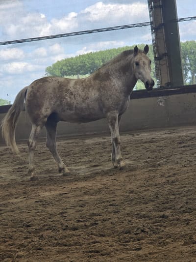 A dappled gray horse is rearing up in an indoor riding arena. The arena has a sand floor and a wall with windows or a screen showing trees and the sky outside. The horse is standing on its hind legs, with its front legs raised in the air. The horse is in an indoor riding area in what may be a farm or a ranch somewhere in Estaimpuis, Belgium.