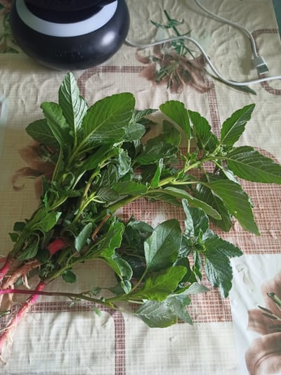 A cluster of freshly harvested green leafy vegetables, possibly amaranth, rests on a patterned tablecloth. The vegetables have reddish stems and visible root structures. In the background, a black and white electronic device, a charging cable, and floral motifs on the tablecloth are partially visible. The scene appears to be indoors, likely a domestic setting, with no discernible city landmarks or elements that would indicate the location within Ryabichev, Russia.