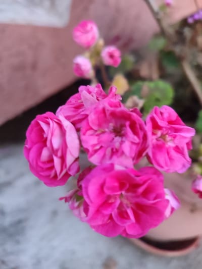 The image displays a close-up view of several vibrant pink flowers, likely geraniums, with a shallow depth of field that blurs the background. The flowers are the primary subjects, filling most of the frame and exhibiting delicate, layered petals. Some of the flowers are fully bloomed, while others appear to be in bud stages. The background consists of soft, muted tones, including a blurred pinkish-brown structure on the left and a mottled gray surface below, suggestive of a patio or outdoor setting. Hints of green foliage are also visible behind the flowers, adding to the natural, garden-like context. No people are present in the image, and no specific activity is depicted other than the static beauty of the blooming flowers. The lighting appears soft and diffused, possibly indicating overcast conditions or a shaded area, and the time of day is indeterminate. The overall mood is serene and focused on the natural beauty of the flowers. There is no visible text in the image. The setting is implied to be an outdoor garden or potted plant display.