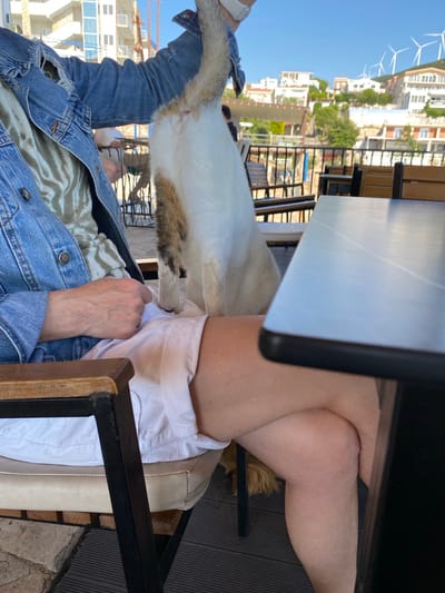 The image shows a person sitting at an outdoor table with a cat. The person is wearing a denim jacket, a white shirt, and white shorts. The cat is white and brown, standing on the person's lap, pawing at the person's chest. The table is black and gray. The background shows a coastal cityscape with white buildings and wind turbines on a hill, indicating the location is likely in or near the city of Kunje, Montenegro.