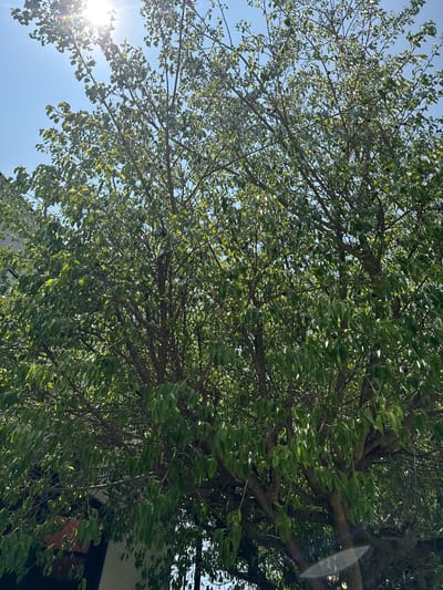 The image presents a vibrant upward view into the dense canopy of a tree against a clear, bright blue sky. The tree is covered in numerous green leaves, many of which appear to be in various stages of motion, suggesting a gentle breeze. Sunlight intensely streams through the foliage, creating prominent lens flares, especially in the lower left quadrant where the sun itself is visible as a bright starburst.
Numerous branches, ranging from thick main limbs to smaller twigs, form a complex network, visible through and behind the leaves. Small, dark, round objects, likely berries or tiny fruits, are scattered among the green leaves. On the right side of the image, partially obscured by the tree, is a glimpse of what appears to be part of a building or structure, possibly with a dark-framed window or opening.
The scene depicts a sunny daytime, likely mid-morning or afternoon, in an outdoor setting in Tres de Mayo, Mexico. The bright sky and illuminated leaves convey a sense of clarity and natural light. No text is visible in the image.