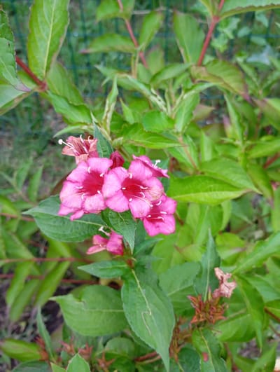 The image shows a close-up of a flowering plant with vibrant pink trumpet-shaped flowers. The flowers have five petals and prominent white stamens. Some of the flowers are in full bloom, while others are still developing or wilting. The plant has lush green leaves and reddish stems. The background is a blur of green foliage and a hint of a wire fence, suggesting an outdoor garden setting. The lighting appears to be natural, indicating daytime. The image focuses on the details of the flowers, highlighting their delicate structure and color. No people, text, or specific activities are visible. The location context is Goryachiy Klyuch, Russia.