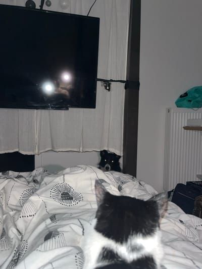 A black and white patterned duvet is draped over the edge of a bed, with a small, all-black cat peeking out from behind the white curtains. The cat's eyes reflect the light, creating a glowing effect. To the left, a black television is mounted on the wall, reflecting light from the room. A light green tote bag hangs on the white wall above the television.