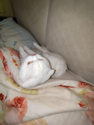 A white cat with orange eyes and pink nose is sleeping on its back on a bed. The cat is covered by a blanket with a floral pattern of pink and orange roses. A pillow with blue and white floral patterns is located to the left of the cat. The cat appears to be on a couch or bed in a dimly lit room. The location is not specified.
