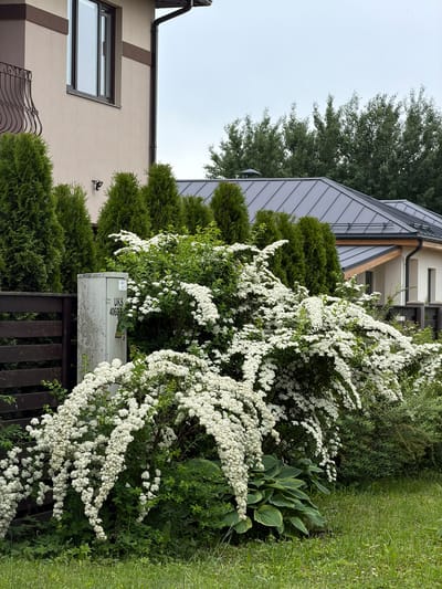 The image depicts a residential property with a house, a fence, and a garden in Dreiliņi, Latvia. The house has a light beige facade with dark brown trim and a dark grey metal roof. A large window with dark frames is visible on the upper story. In front of the house, a dark wooden fence runs along the property line. A gray electrical box with the markings "UKS 40606" is positioned next to the fence.
The garden features a dense arrangement of green foliage, with several tall, conical evergreen trees forming a backdrop. A prominent flowering bush with numerous cascading white blossoms dominates the foreground and midground. The ground is covered with green grass. The sky is overcast. No people are present in the image.