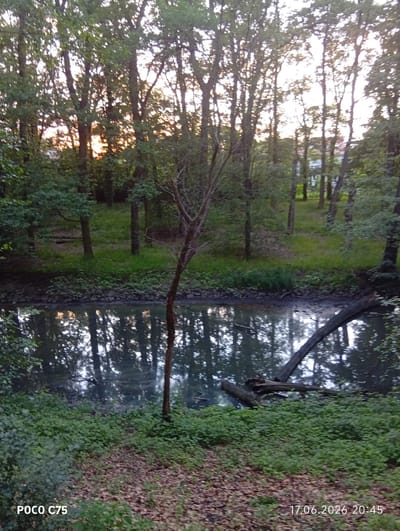The image depicts a tranquil natural scene within Wrocław, Poland, likely a park or wooded area adjacent to a body of water. The foreground is dominated by lush green foliage and a scattering of fallen leaves on the ground, suggesting an autumnal or late summer setting. A narrow, dark body of water, possibly a pond or slow-moving stream, occupies the midground, its surface reflecting the surrounding trees and the sky. A thin, solitary tree stands out in the water. In the background, a dense forest of deciduous trees creates a natural screen. Hints of sunlight filtering through the canopy suggest it is either early morning or late afternoon. The water appears somewhat murky, with a visible log or fallen branch partially submerged. The overall atmosphere is serene and undisturbed.