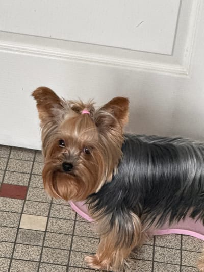 The image depicts a Yorkshire Terrier dog standing indoors on a tiled floor in Bischheim, France. The dog exhibits a blue-and-tan coat, with its head hair pulled into a topknot secured by a pink elastic band. Its facial fur forms a tan beard, and its ears are erect. A pink collar or harness is visible around its neck and chest, and it stands partially on a pink mat or blanket. The dog is looking directly towards the viewer. The flooring consists of square tiles, primarily light gray/off-white with interspersed darker brown/reddish and beige tiles. A plain white door or wall is visible in the background to the right.