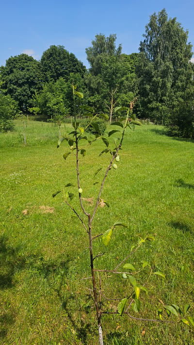 A young, fruit-bearing tree stands in a grassy field under a clear blue sky. The tree has several branches, some of which are laden with small, green fruits. The surrounding area is a lush green lawn dotted with small white flowers. In the background, a line of mature trees forms a dense forest. The scene appears to be located in Nemėžis, Lithuania, a town known for its natural beauty and rural landscapes.