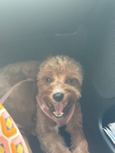 The image shows a close-up of a small, light brown dog with a pink harness, panting with its mouth open, inside a vehicle. The dog appears to be in the passenger seat or backseat, as indicated by the dark interior of the car and a textured speaker grille visible on the right side. A portion of a patterned fabric, likely a blanket or cushion, is visible on the lower left. The scene is dimly lit, suggesting it may be inside a car parked or moving, possibly in Deerfield Beach, Florida, United States of America, given the typical climate and context of dog travel. There are no people visible in the image.