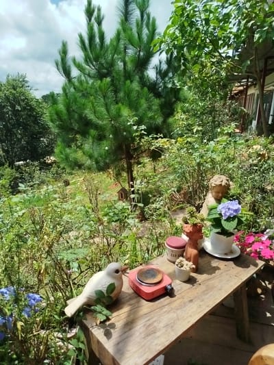 The image depicts an outdoor scene at a property in Trường An, Vietnam, characterized by lush vegetation and a rustic wooden table. The table is positioned on a wooden platform, surrounded by abundant greenery, including trees, bushes, and flowering plants.
On the table, several objects are arranged. To the left, a white ceramic bird figurine is placed. Next to it is a small, red electric hot plate. Further to the right, a small terracotta pot containing a succulent plant and a small white pot with dried flowers are visible. Behind these, a ceramic statue of a child with wings and a potted hydrangea plant with blue flowers are present. To the right of the hydrangea, pink impatiens flowers are in bloom.
The background reveals a dense garden with various types of foliage. A large pine tree is prominent in the mid-ground, with its branches extending upwards towards a cloudy sky. A small wooden dog house or birdhouse is also visible nestled amongst the plants in the background. The overall impression is of a tranquil, garden setting, possibly a private residence or a small café, with decorative elements and a focus on natural surroundings. The light suggests it is daytime, likely late morning or early afternoon.