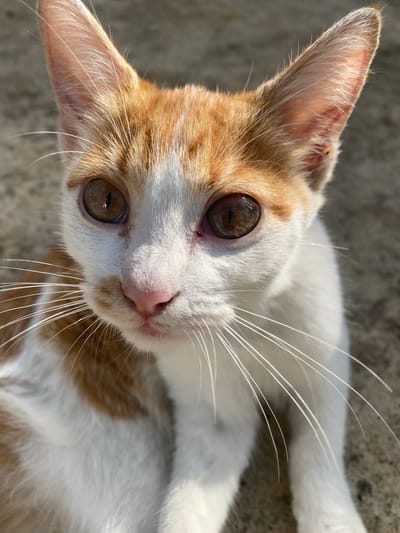 A close-up, high-angle shot shows a white and orange cat with large, amber eyes. The cat is lying down, its head tilted toward the camera. The cat's nose is pink and its whiskers are long and white. The background appears to be a concrete surface. There is no evidence to indicate that this image was taken in Maigizo, Nigeria.