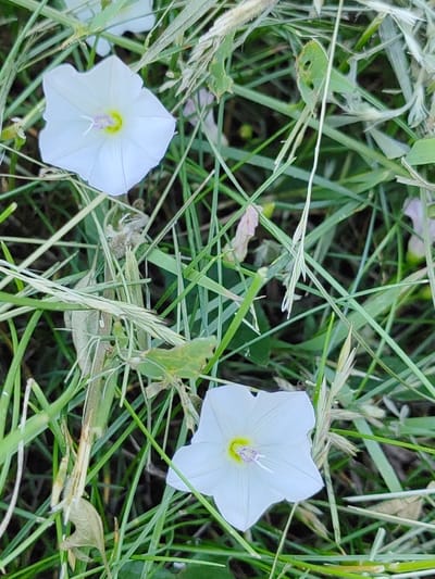 The image shows a close-up view of white bindweed flowers with yellow centers, nestled within a tangle of green grass and other vegetation. There are at least two prominent flowers, one in the upper left quadrant and another in the lower right, both exhibiting their characteristic funnel shape and delicate petals. The surrounding foliage is dense and varied, with thin blades of grass intermingling with broader leaves and some dried stalks. The lighting suggests it is daytime, possibly morning or late afternoon given the soft, diffused light. The overall impression is one of a natural, overgrown setting, likely a meadow, field, or garden edge in Hrodna, Belarus. There are no people or discernible text in the image. The focus is entirely on the flora, highlighting the beauty of these wildflowers in their natural habitat.