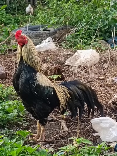 The image shows a rooster standing on dry ground covered with twigs and leaves, with green foliage in the foreground and background. Behind the rooster, a deflated tire and several white plastic bags are visible. In the far background, a small white chicken stands amongst the greenery. The scene appears to be an outdoor, possibly rural or semi-urban environment. The location is identified as Cempeudak, Indonesia.