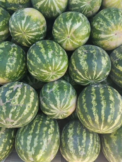 This media file displays a close-up, overhead view of a large pile of watermelons. The watermelons are predominantly green with lighter green or yellow stripes radiating from their stems. Some watermelons have a slight yellow or pale green hue on one side, indicating where they may have rested on the ground. The texture of the rinds appears smooth, with some showing minor blemishes or dust. The watermelons are arranged in an organic, stacked fashion, filling the frame from edge to edge. The lighting suggests an outdoor setting, possibly during daylight hours, as indicated by the bright illumination and the absence of artificial light sources. There are no people visible in the media file. The scene depicts a collection of ripe watermelons, likely at a market or farm stand. The location context provided is Kiyat, Uzbekistan, which aligns with the visual of a large quantity of fresh produce. No visible text is present in the media file.