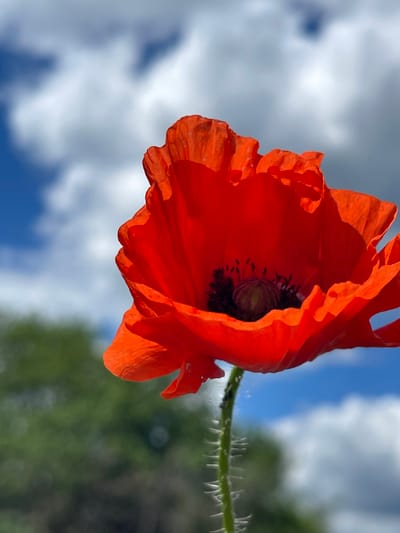 A close-up, low-angle shot depicts a single, vibrant red poppy flower with a dark, central seed head. The flower is in sharp focus, showcasing the detailed texture of its petals. Its stem, covered in small, bristly hairs, extends toward the upper right corner of the frame. The background is blurred, featuring a partially cloudy blue sky and a green, indistinct mass of foliage. The location is specified as Popasne, Ukraine, but no elements in the image directly confirm this. There are no people visible.