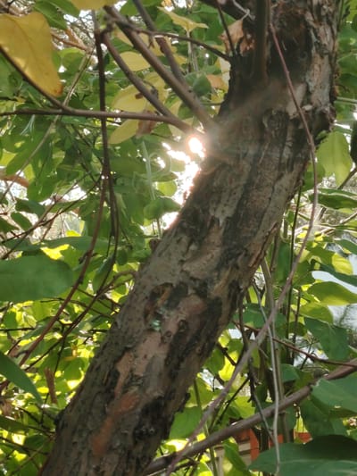 A close-up, low-angle shot captures a thick tree trunk and its branches against a backdrop of green leaves and sunlight. The trunk, with its rough, textured bark, is positioned diagonally across the frame. Sunlight filters through the foliage, creating bright highlights and shadows. The scene appears to be outdoors, possibly in a park or garden within the city of Astana, Kazakhstan. There are no people or animals visible in the image. The overall impression is one of natural elements bathed in warm, natural light.