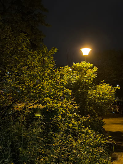 This vertical image depicts a nighttime scene in Vozdovac Urban Municipality, Serbia, dominated by a bright street lamp and dense foliage. A single lamppost with a warm, bell-shaped yellow light source is prominent on the left, casting a strong glow over its surroundings.

The light illuminates a variety of green and yellowish foliage, including bushes and trees, which occupy most of the frame. The leaves appear vibrant where directly hit by the artificial light, and some show a glistening quality, possibly from dew or recent moisture. The background consists of a dark night sky and subtle hints of a light-colored wall or building structure on the upper right, also receiving a warm yellow tint from the lamp.

No people or animals are visible, creating a quiet and serene nocturnal atmosphere. The image captures a static outdoor setting, devoid of any specific activity or event. There is no visible text in the scene.