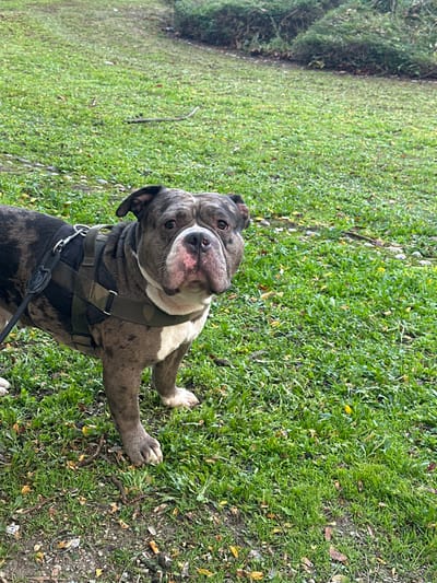 A grey and black brindle/merle American Bully type dog with white chest and muzzle markings stands on a grassy area in Stains, France. The dog is equipped with an olive green tactical harness, visible with metal rings and buckles, and a black leash extends from its left side. Its broad head is turned directly towards the camera, presenting a pinkish-red nose and dark eyes. The immediate foreground consists of a mixture of bare soil and green grass with scattered dry, yellow leaves. The midground and background are dominated by green grass, with a line of dense, dark green shrubs visible in the distant background.