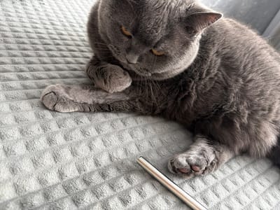 A British Shorthair cat, with gray fur and yellow eyes, is lying on a gray textured blanket. The cat is resting its head on its paw and looking down. In front of the cat is a silver metal straw. The image is taken from a high angle.