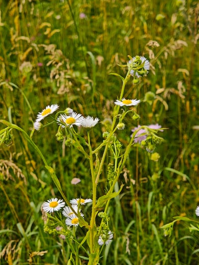The image shows a close-up of several small white and yellow wildflowers in a grassy field. The flowers have delicate white petals radiating from a yellow center and are clustered on slender green stems. Some of the flowers are in full bloom, while others are still in bud. The background is a blur of green grass and some dried stalks, suggesting a natural, outdoor setting. The lighting appears to be natural daylight, possibly late afternoon or early morning, given the soft quality of the light. The overall impression is one of a peaceful, natural scene. The location is identified as Parkhomivka, Ukraine.