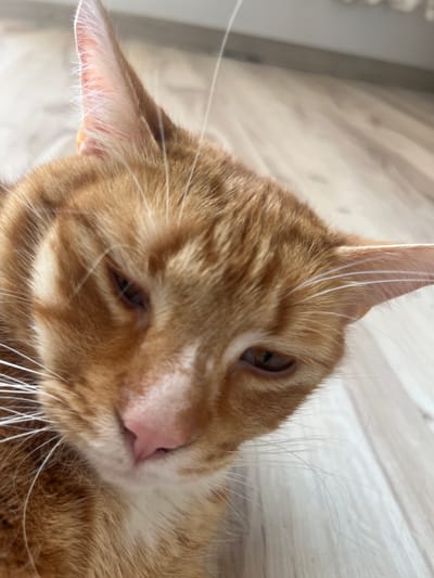 The image is a close-up, eye-level shot of an orange tabby cat's face. The cat's head is tilted, and its eyes are partially closed, giving it a sleepy or relaxed appearance. Its fur is a mix of orange and white, with distinct tabby markings on its forehead and cheeks. Long white whiskers fan out from its muzzle, and its pink nose is visible. The background consists of a light-colored wooden floor, possibly in a domestic setting. The image does not contain any elements that would allow for the identification of its location in the city of Zabrze, Poland.